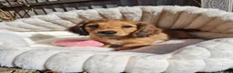 Dachshund dogs for sale: Pra clear,Last 3 beautiful LH Dachshund puppies💗 - Advert 6