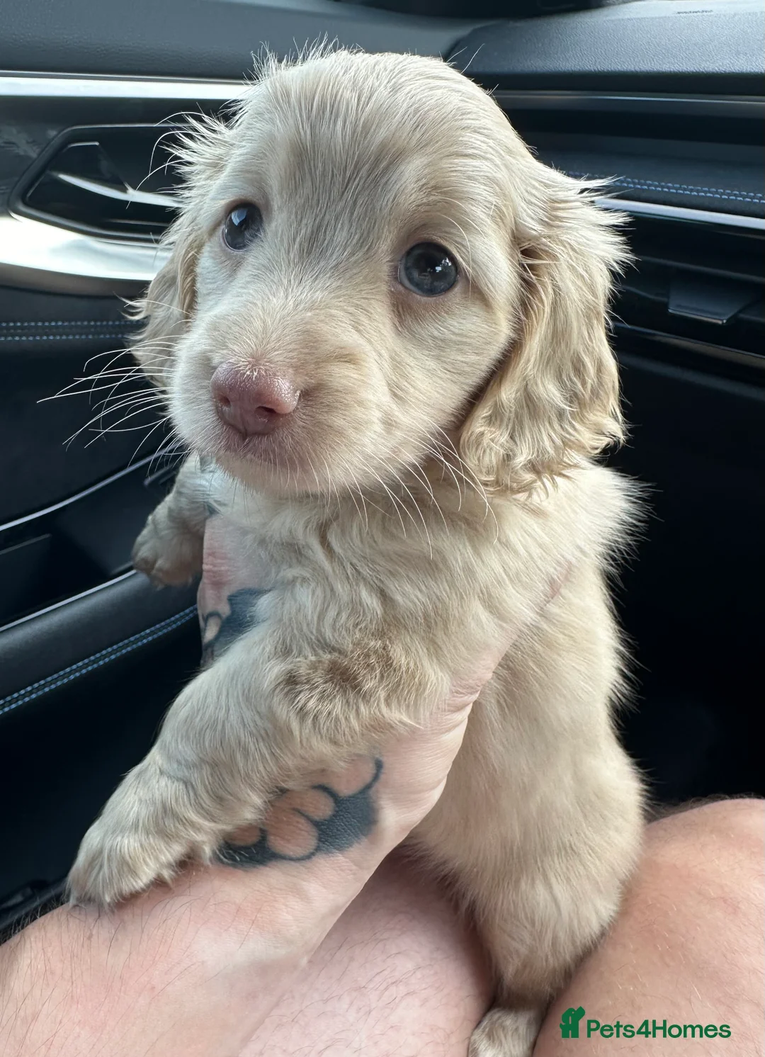 Miniature Dachshund dogs for stud: PALE CREAM long haired mini dachshund  in Saint Helens - Advert 10