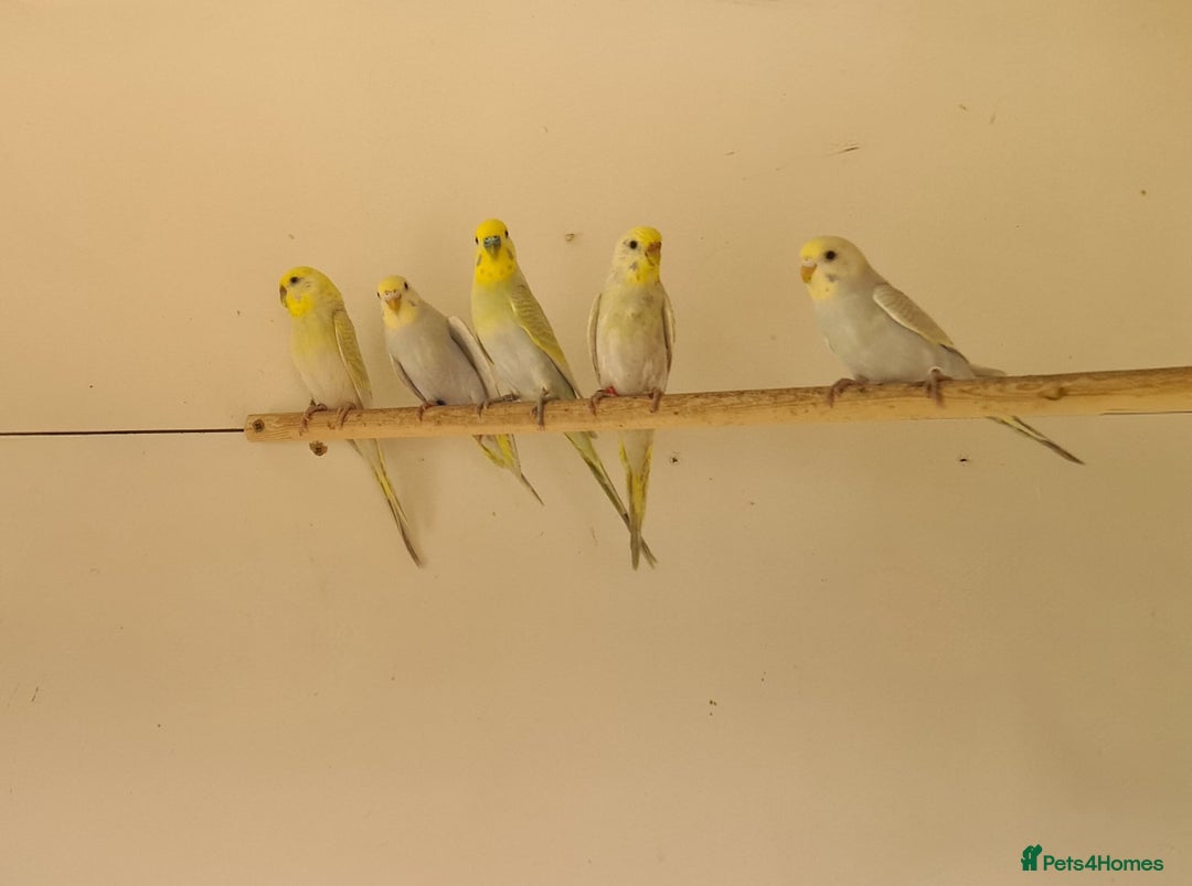 Budgerigars birds for sale: RAINBOW BUDGIES - Image 2
