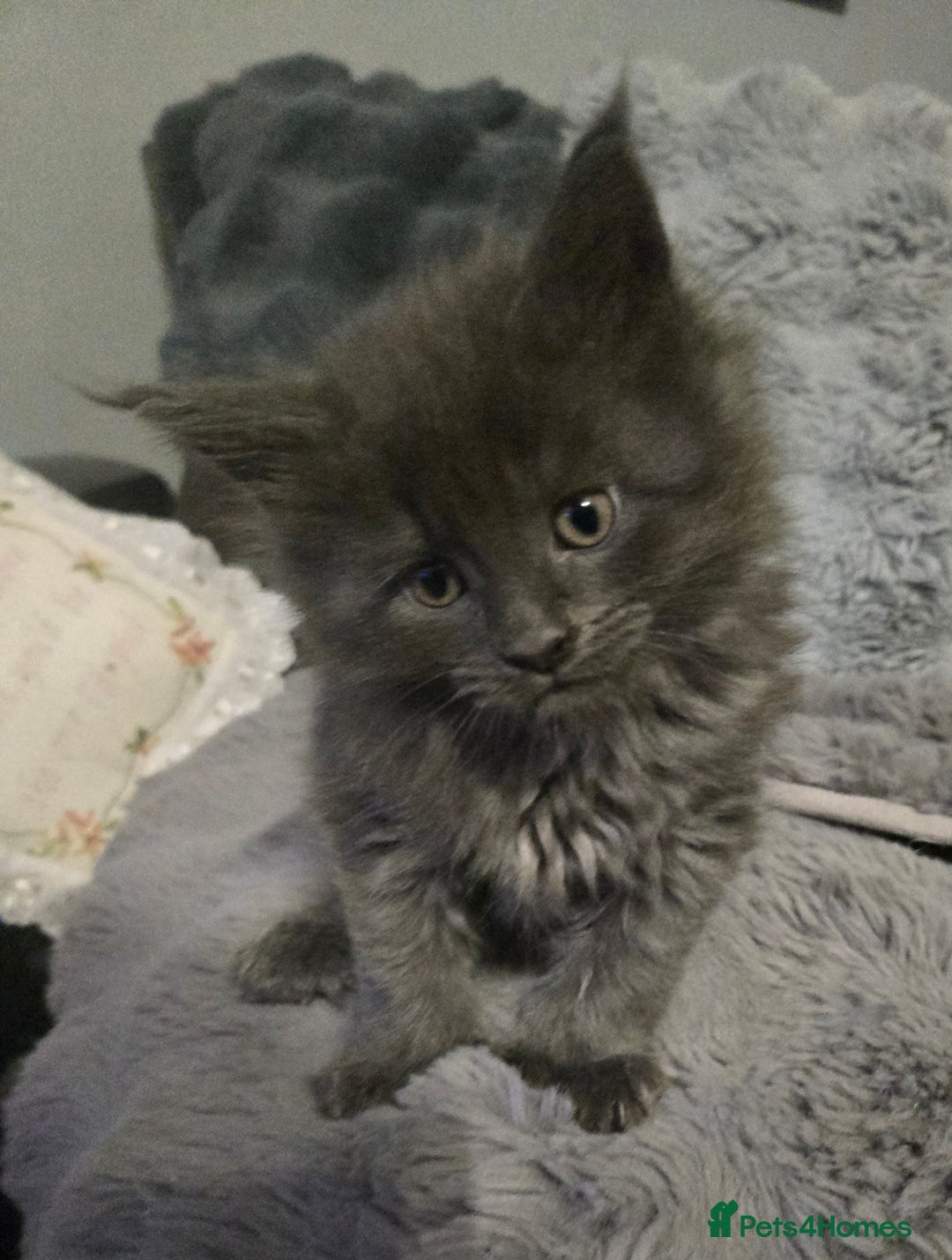 Maine Coon cats for sale: ✨✨ POLLYDACTYL MC  TiCA REG - Advert 21