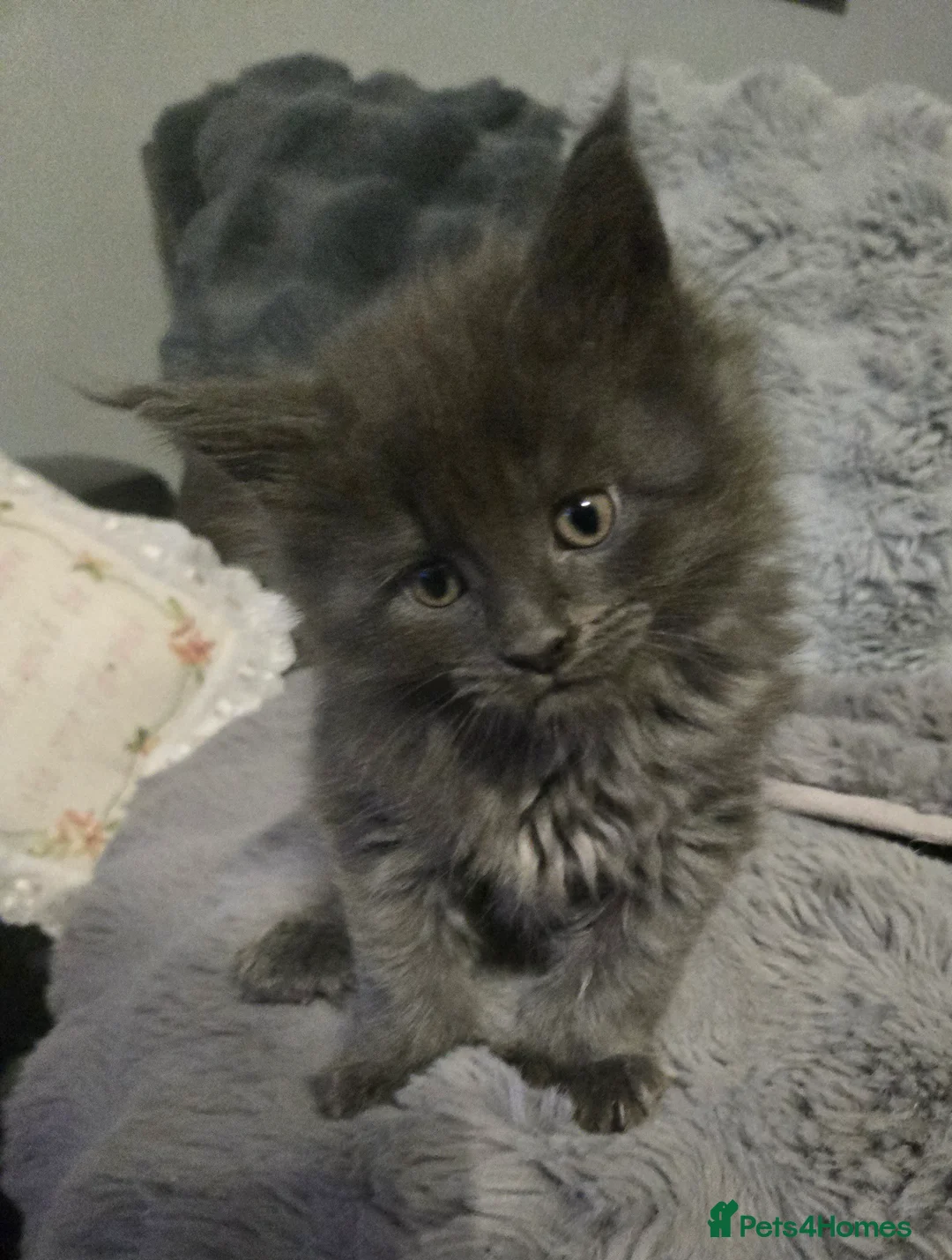 Maine Coon cats for sale: ✨✨ blk smoke F 6666 MC TiCA REG Poss active - Advert 7