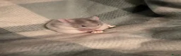 Hamster rodents for sale: Hamster in Rotherham - Advert 3