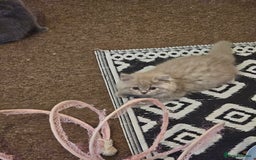 British Shorthair cats for sale: British shorthair and longhair  - Image 11