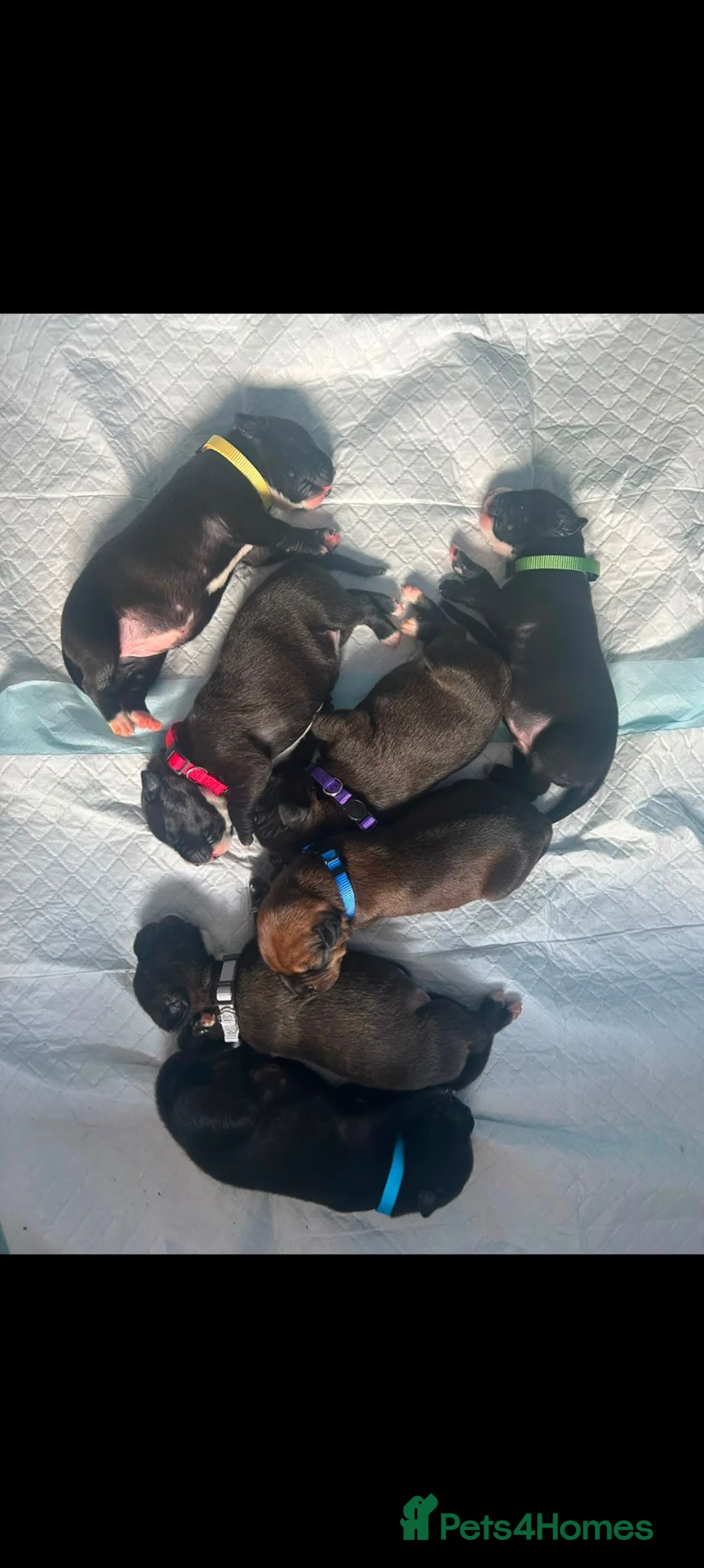 Mixed Breed dogs for sale: Staffy cross X Border collie cross puppies - Advert 1