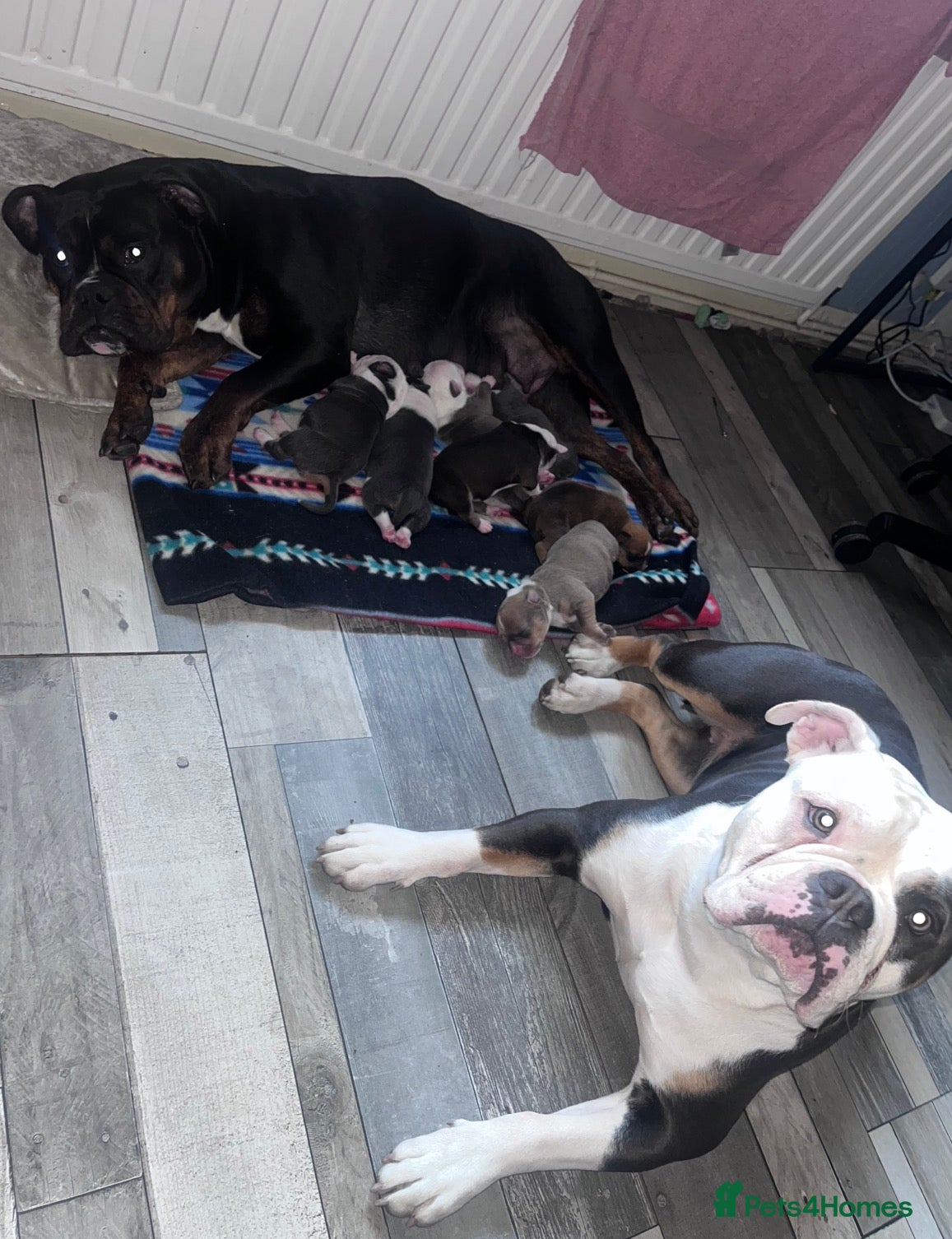 Olde English Bulldogge dogs Gorgeous Olde English bulldog pups ready 28th june - Advert 7