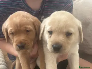 Labrador Retriever dogs 2 Labrador puppies left - Advert 14