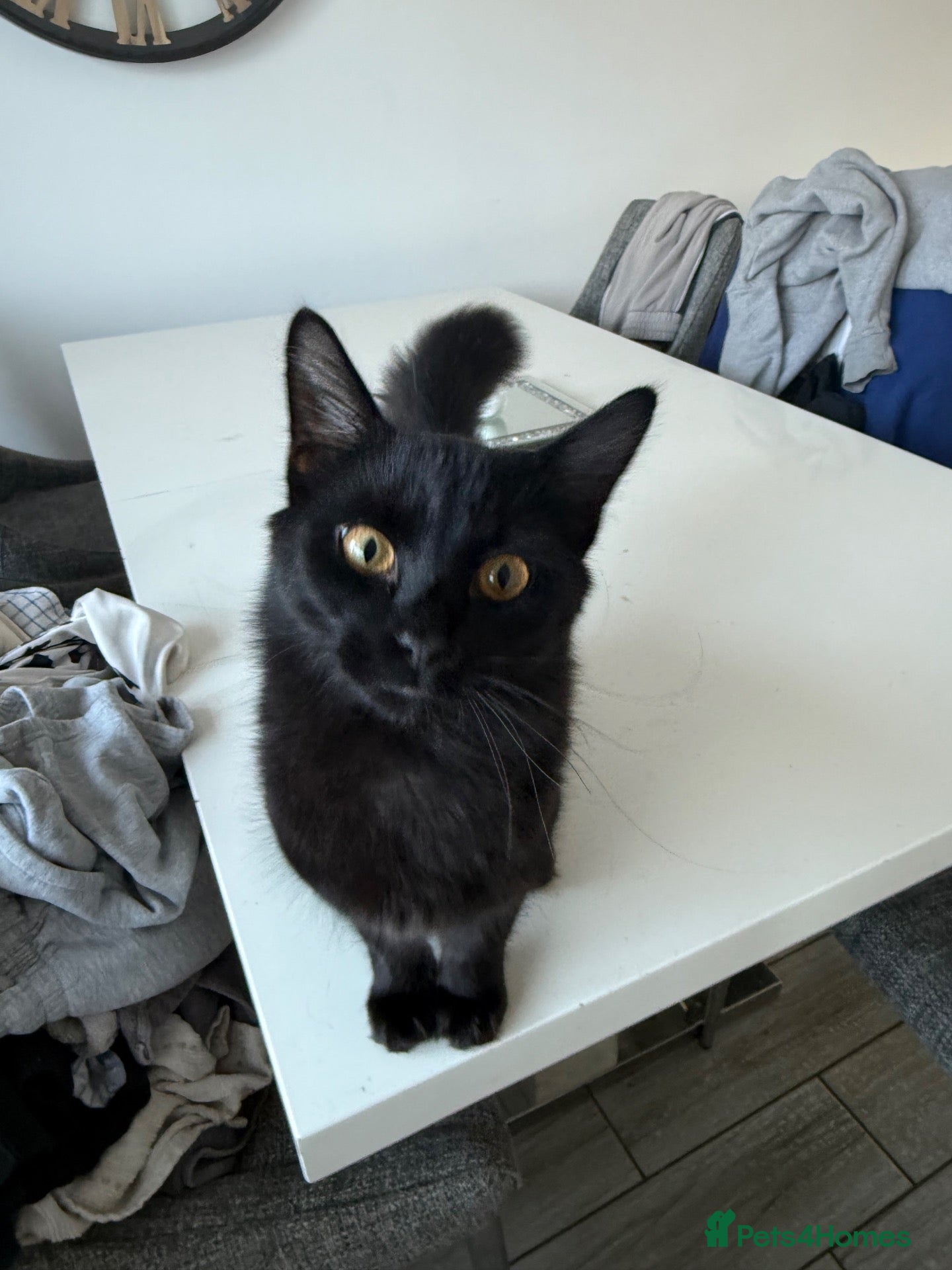 Mixed Breed cats Black mixed breed cat   - Advert 18