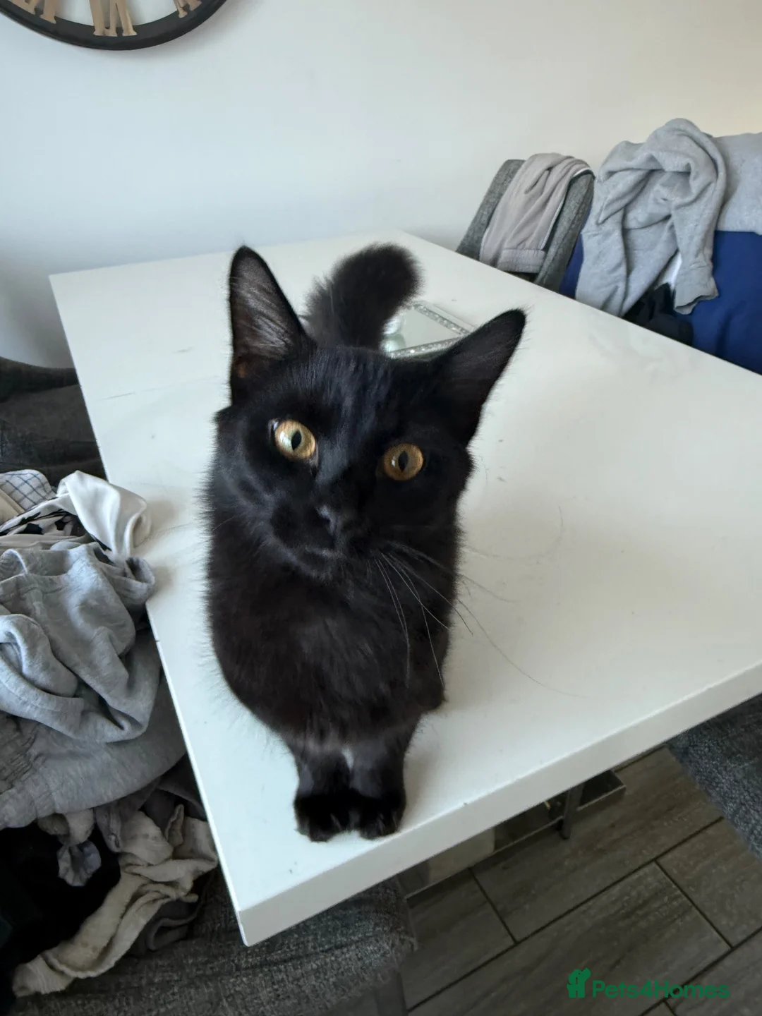 Mixed Breed cats for sale: Black mixed breed cat   - Advert 1