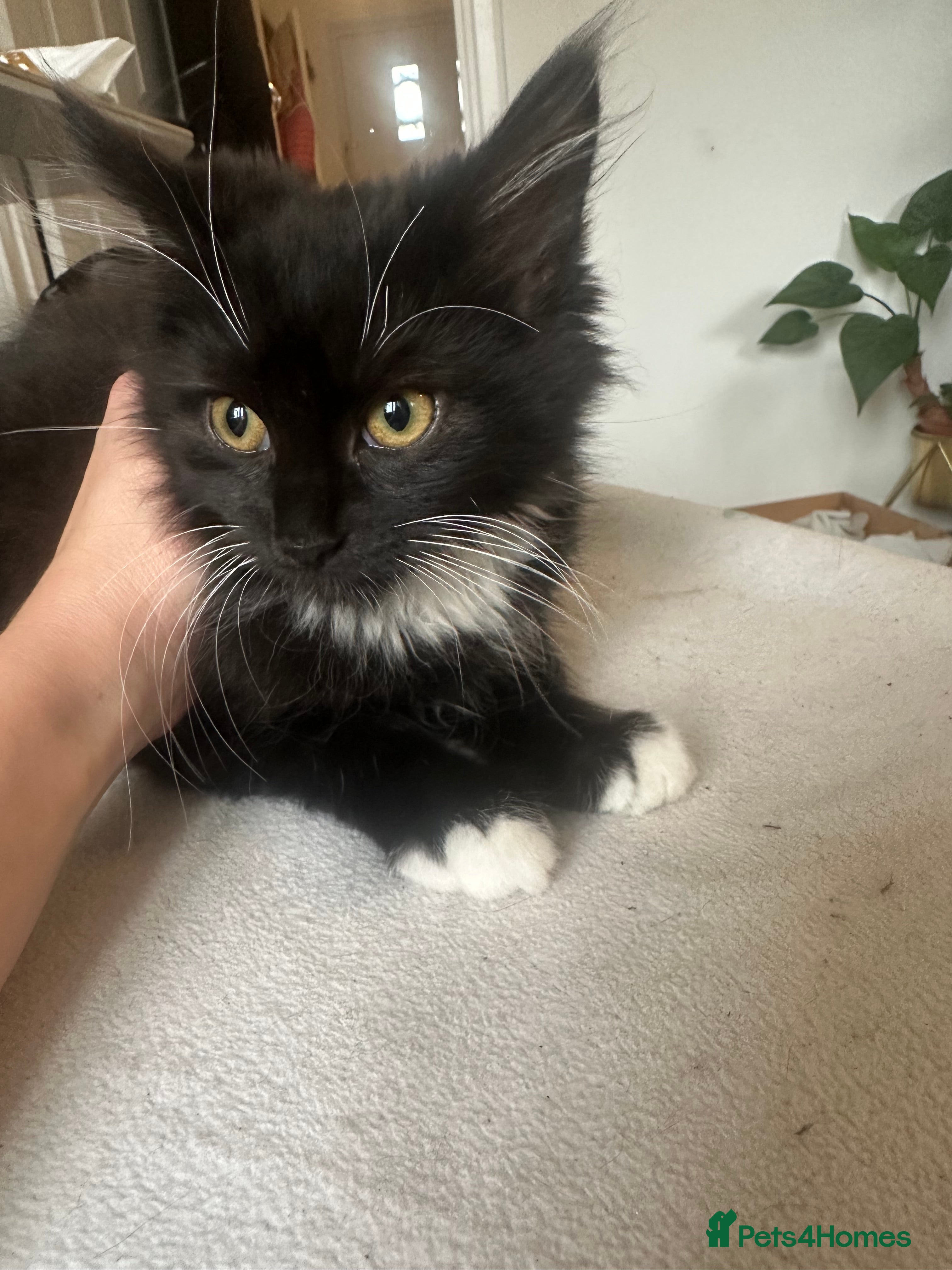 Mixed Breed cats Adorable boy available now! - Advert 2