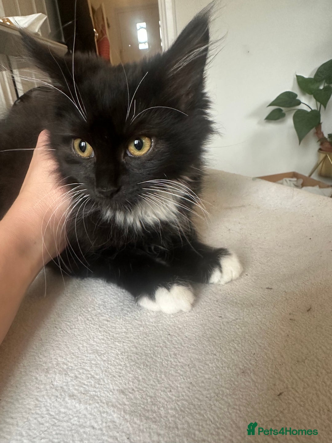 Mixed Breed cats for sale: Adorable boy available now! - Advert 1