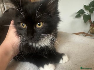 Mixed Breed cats Adorable boy available now! - Advert 1