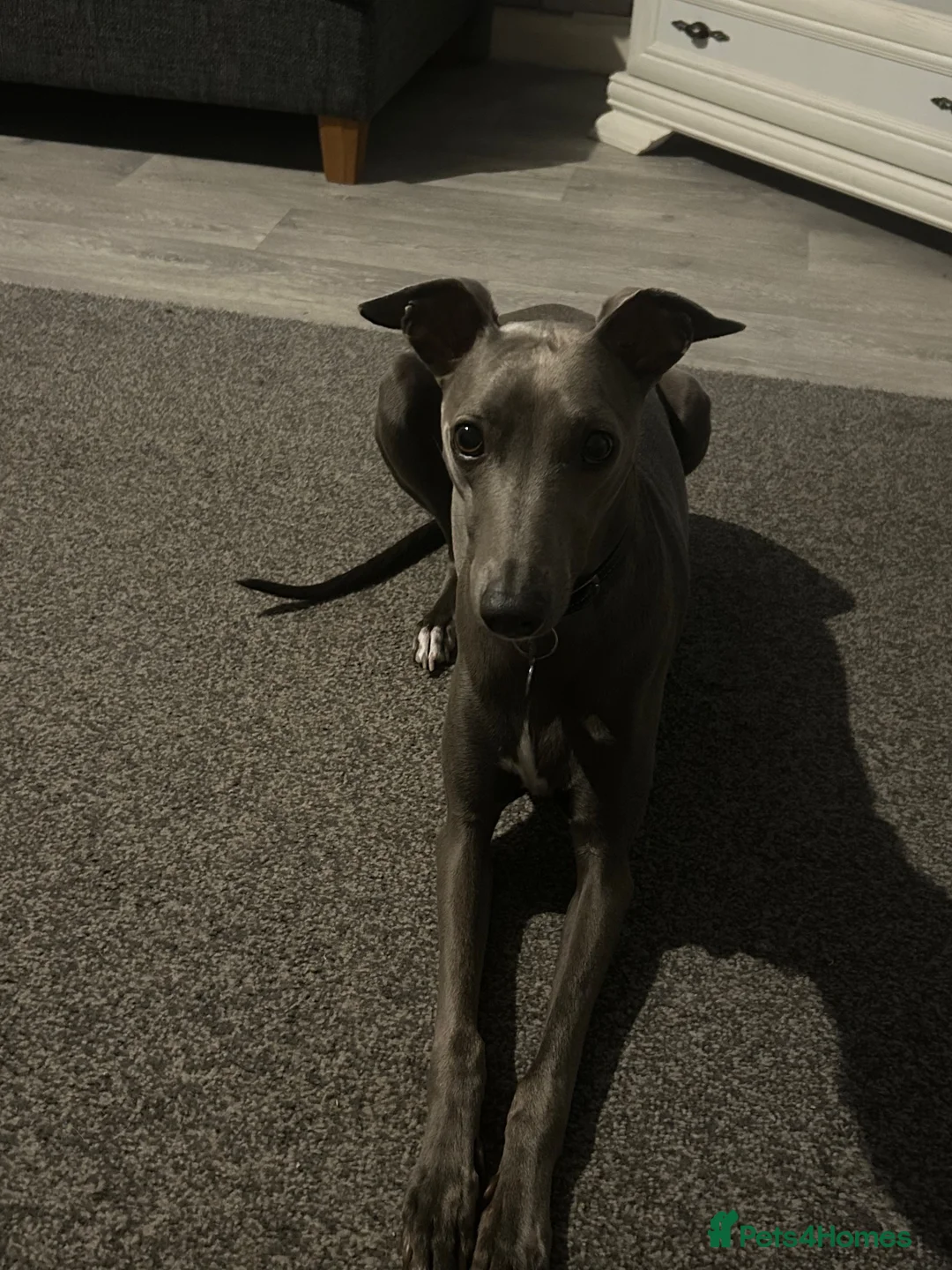 Whippet dogs for sale: KC registered male whippet  in Melton Mowbray - Advert 2