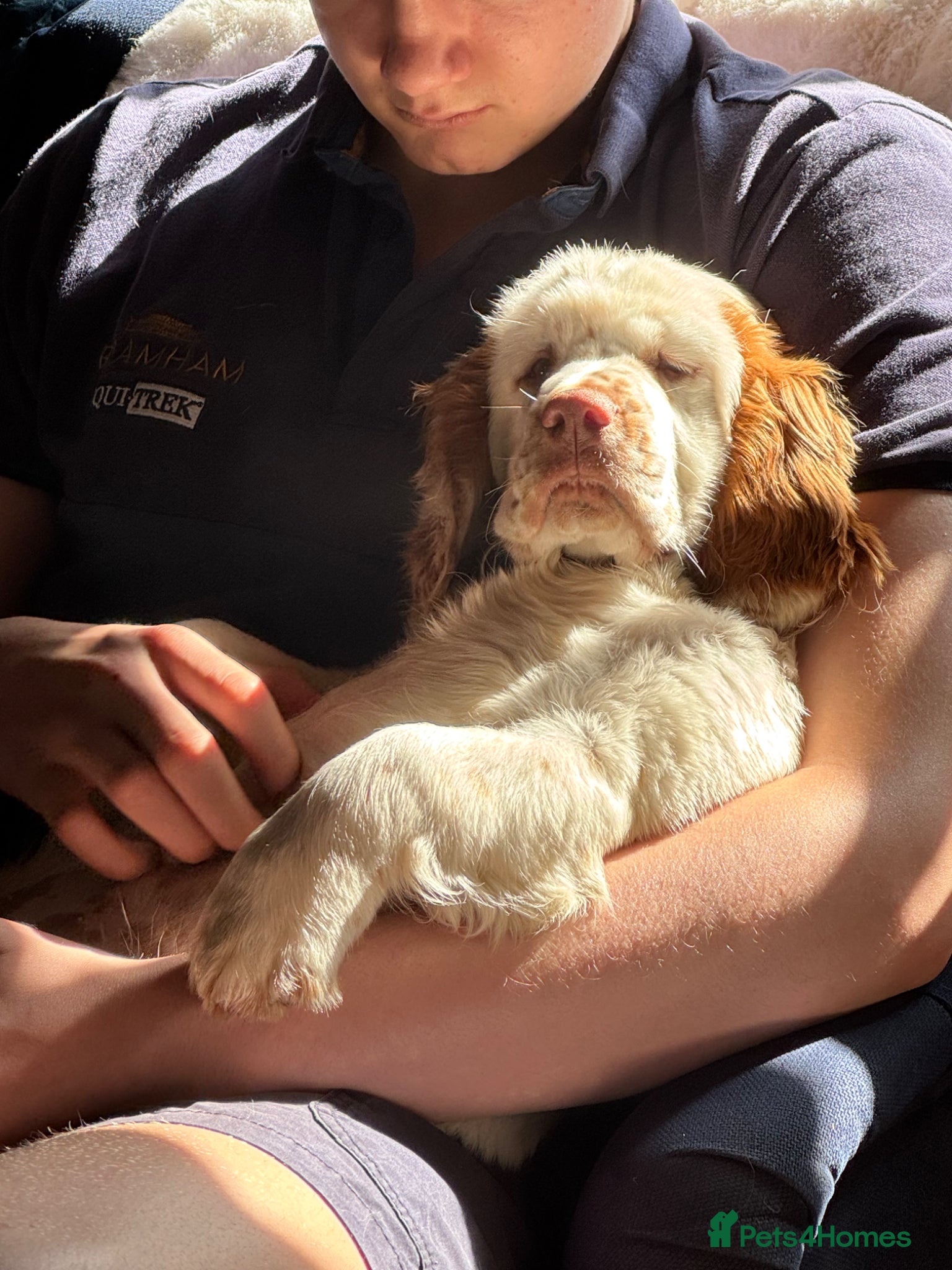 Clumber Spaniel dogs KC registered orange/ white girl - Advert 1