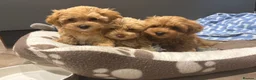 Maltipoo dogs for sale: Multipoo Puppies For Sale - Advert 3