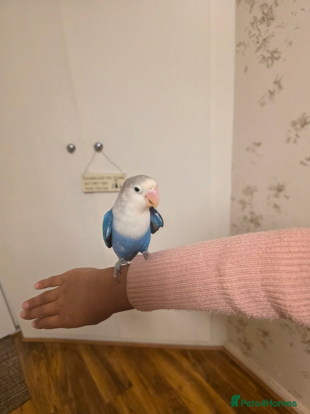 Lovebirds birds for sale: Fischer Love bird to sell  - Advert 6