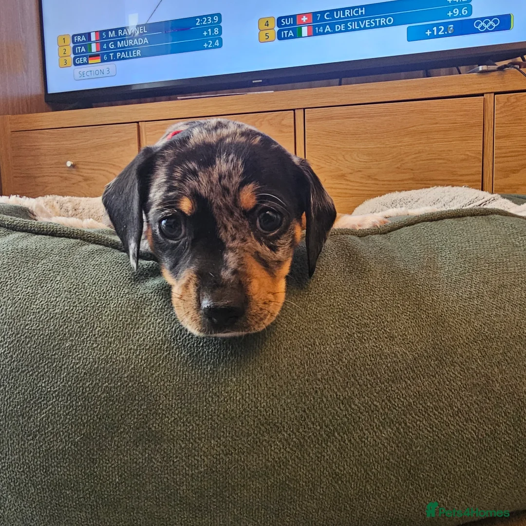 Jackshund dogs for sale: A stunning Jack Russell Terrier and Dachshund mix. - Advert 28