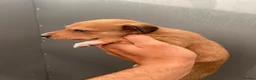 Lurcher dogs for sale: Stunning lurcher puppies  in Leicester - Advert 4