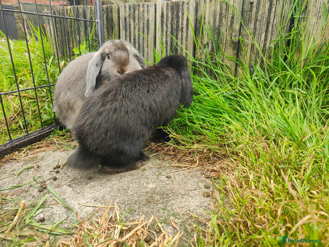 Mini Lop rabbits for sale: Mini lop  - Image 6
