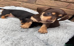Miniature Dachshund dogs for sale: Miniature dachshund puppies  - Image 3