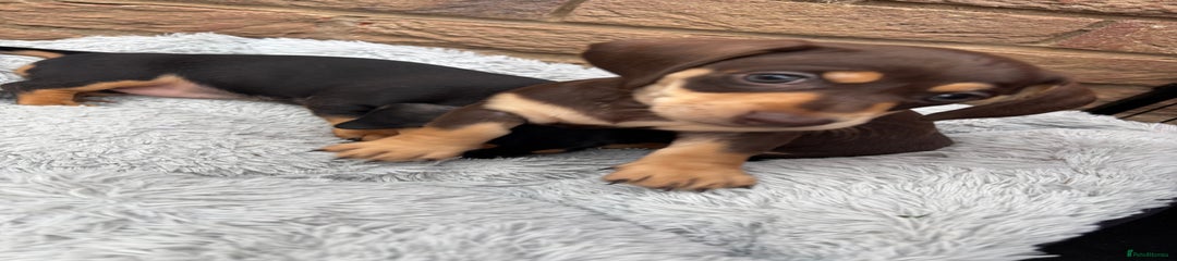 Miniature Dachshund Puppy 1