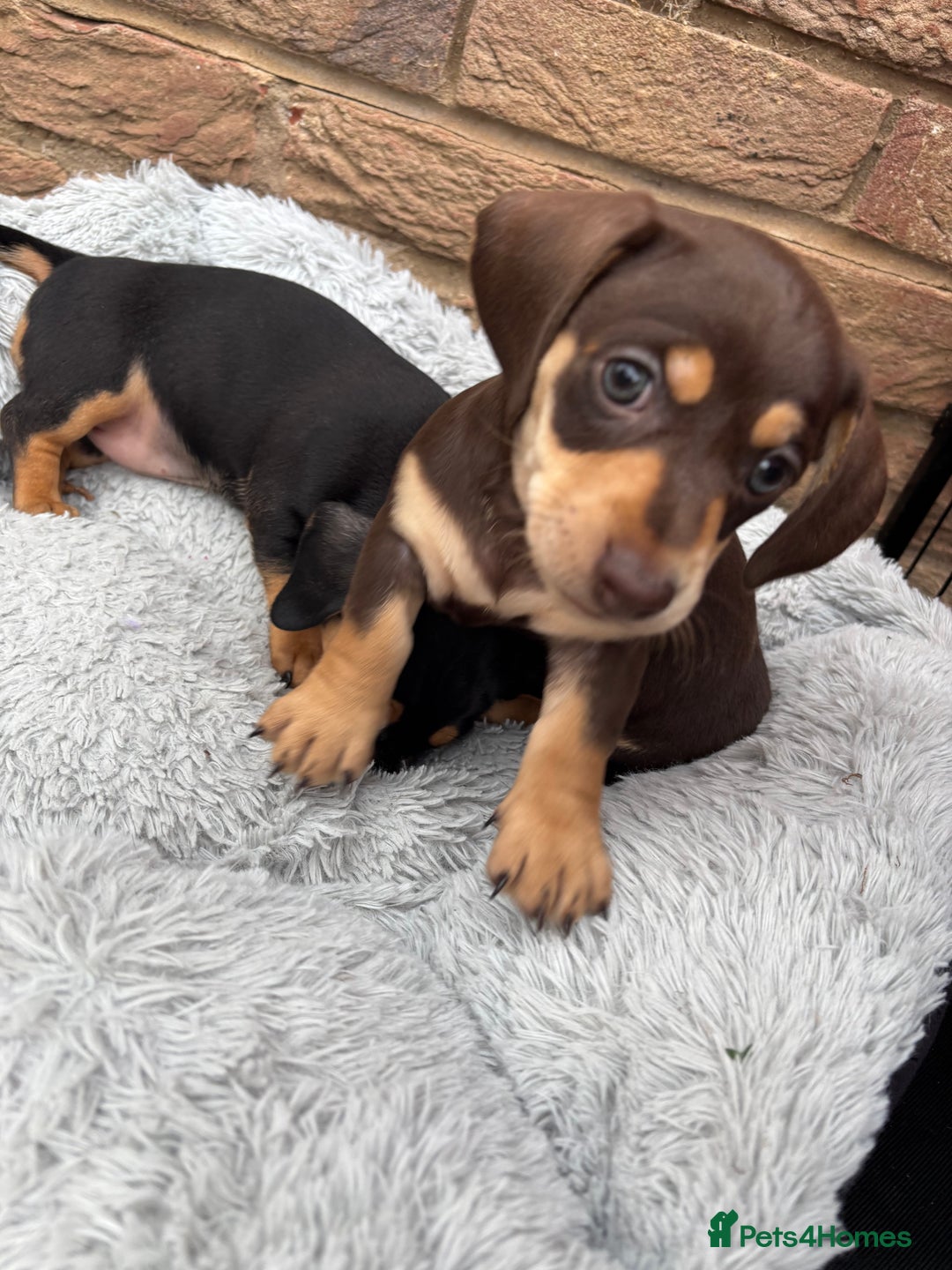 Miniature Dachshund dogs for sale: Miniature dachshund puppies  - Image 3