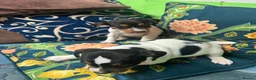Jack Russell dogs for sale: Jack russel puppies - Advert 7