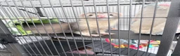 Ferret rodents for sale: Female ferrets for sale  in Wednesbury - Advert 5