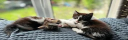 Mixed Breed cats for sale: Three beautiful kittens ready now in Stoke-on-Trent - Advert 9