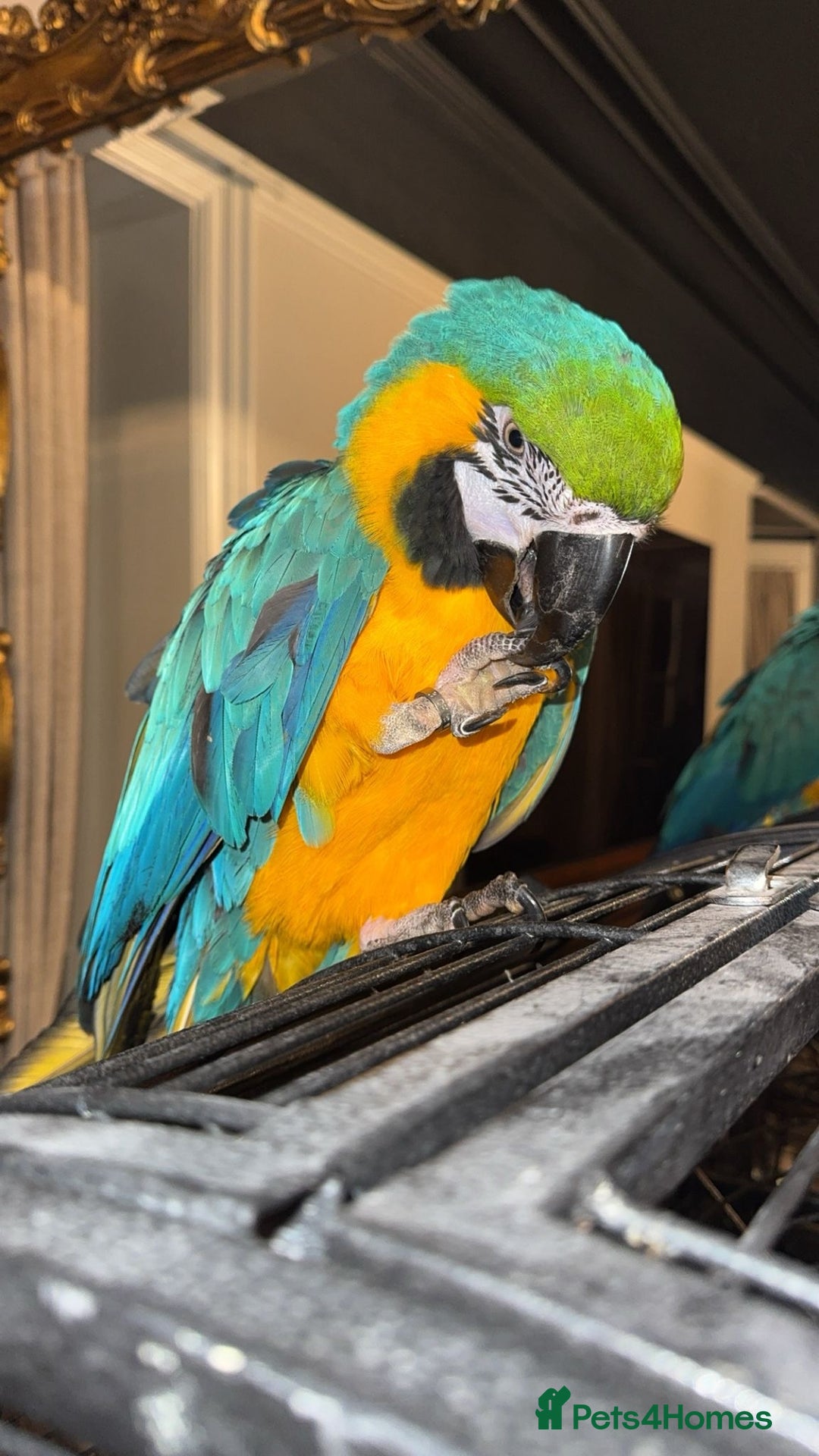 Macaws birds for sale: Tame and Talking Blue & Gold Macaw. - Advert 1
