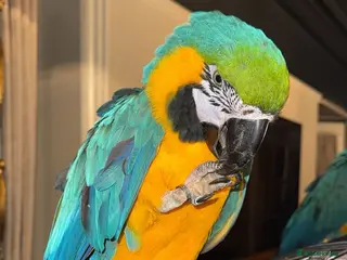 Macaws birds Tame and Talking Blue & Gold Macaw. - Advert 18