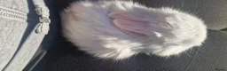 Mini Lop rabbits for sale: Mini lop for sale - Advert 2