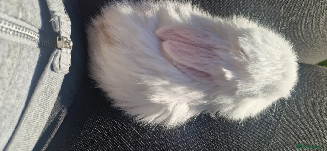 Mini Lop rabbits for sale: Mini lop for sale - Advert 2