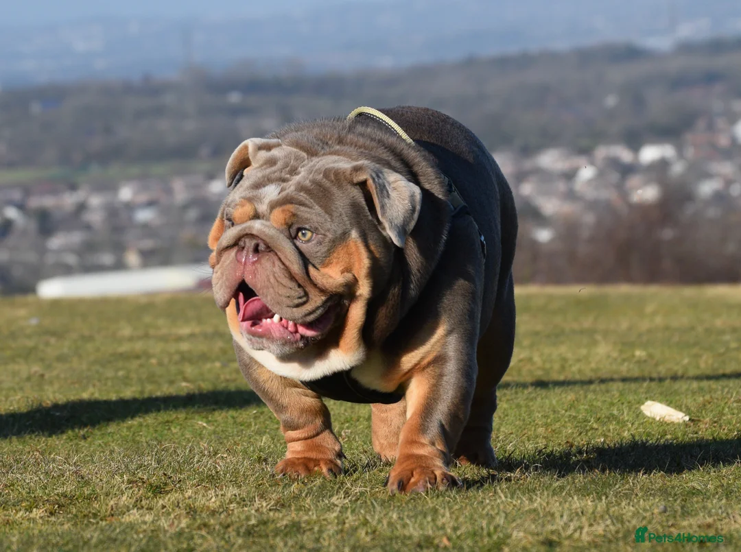 English Bulldog dogs for stud: TYSON OPEN FOR STUD in Birmingham - Advert 5
