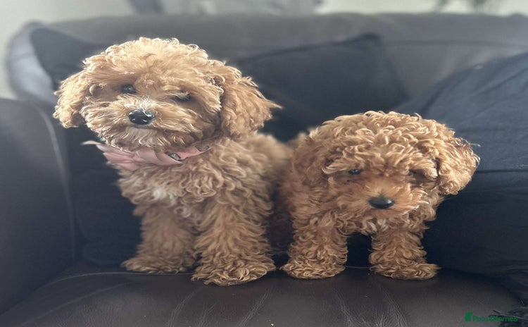 Cavapoo dogs - Advert 1