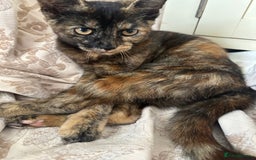 Maine Coon cats for sale: Tortoiseshell Girl - Image 1