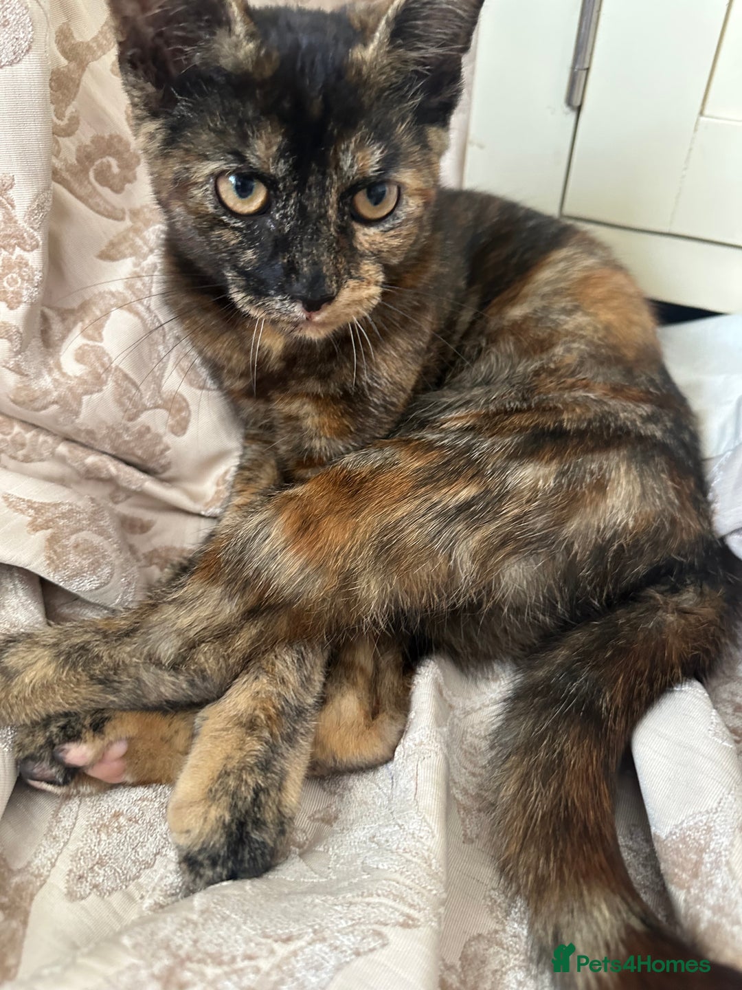 Maine Coon cats for sale: Tortoiseshell Girl - Image 1