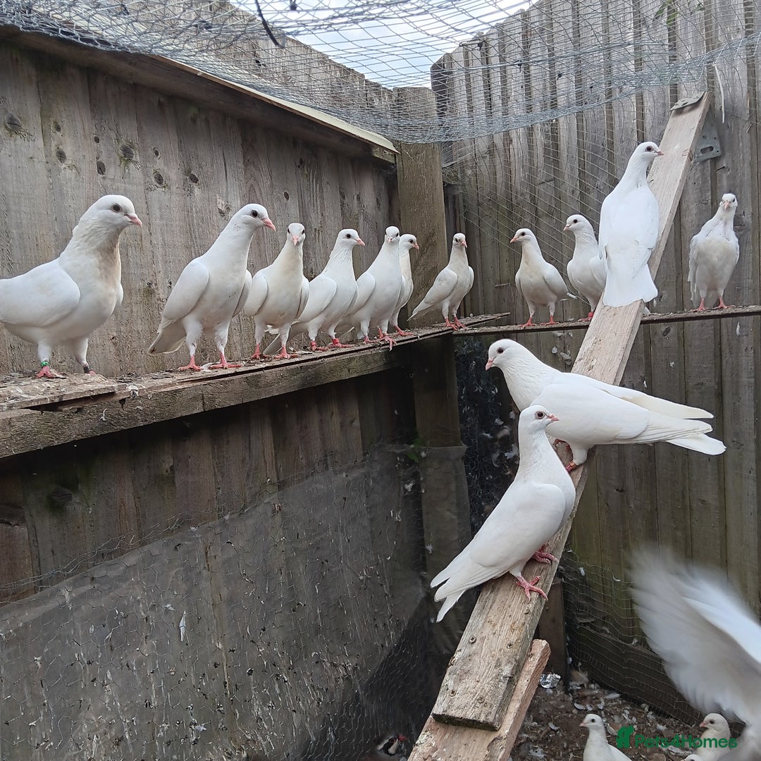 Pigeons birds for sale: Pigeons - Image 3