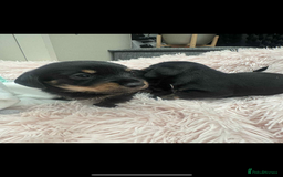 Dachshund dogs for sale: unique dachshund cross hairless Chines crested  - Image 7