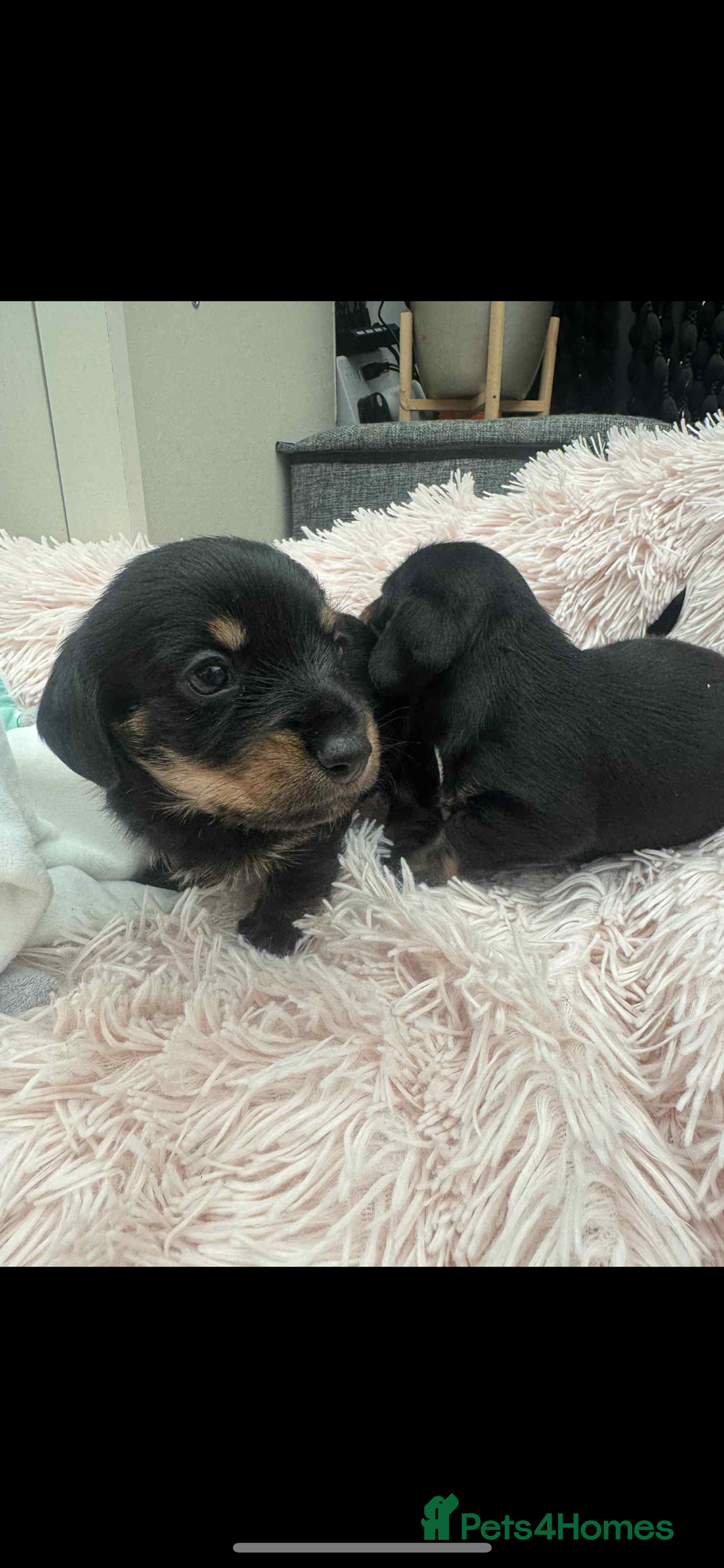 Dachshund dogs for sale: unique dachshund cross hairless Chines crested  - Image 7