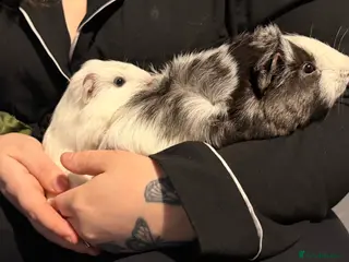 Guinea Pig rodents 2 male guinea pigs - Advert 1