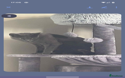 Mixed Breed cats for sale: Half russian blue - Image 8
