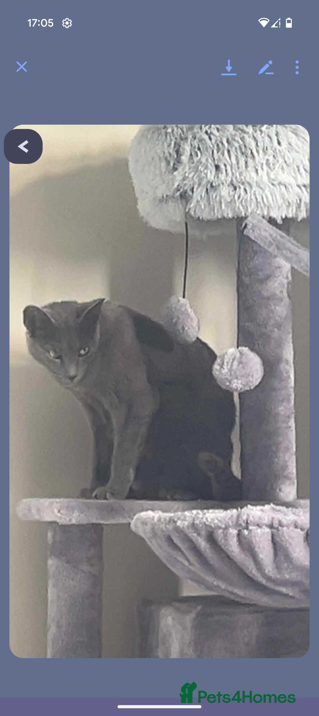 Mixed Breed cats for sale: Half russian blue - Image 8