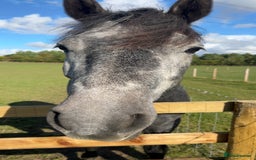 Connemara horses for sale: Stunning Connemara gelding - Image 2