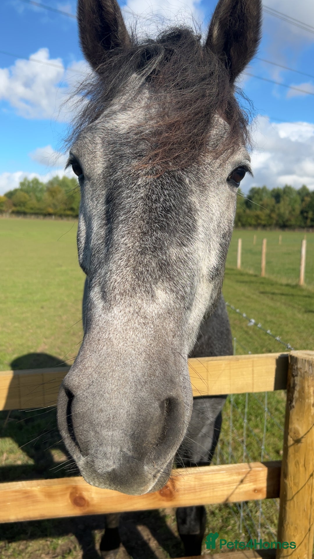 Connemara horses for sale: Stunning Connemara gelding - Image 2