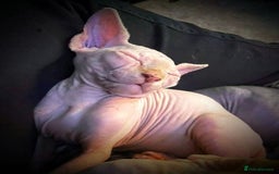 Sphynx cats for sale: Rare red tabby sphynx  - Image 11
