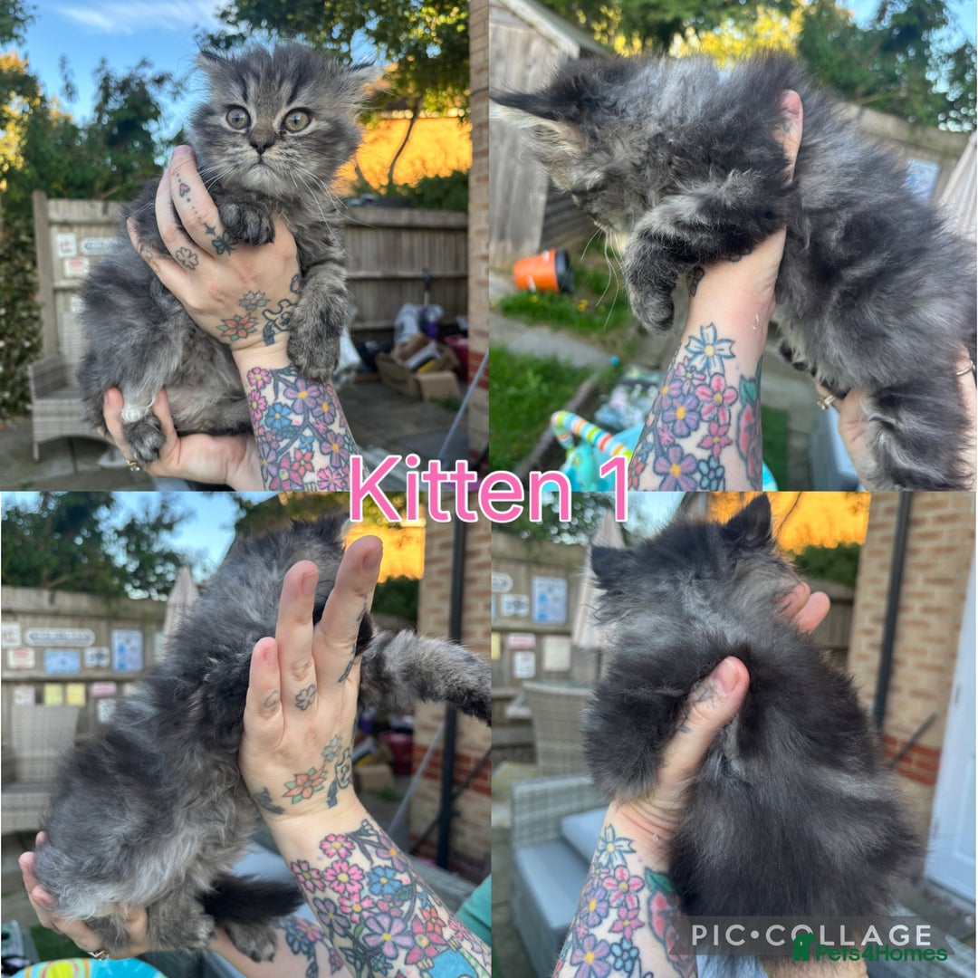 Persian cats for sale: Last Kitten Available! Persian silver black female - Image 2