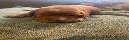 Cockapoo dogs for sale: Beautiful cockapoo puppies - Advert 15