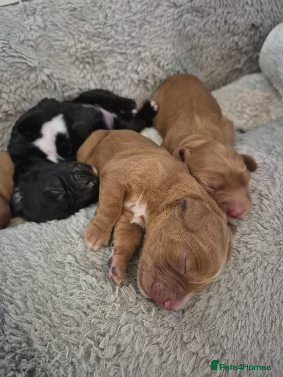 Cocker Spaniel dogs for sale: Beautiful and new - working cocker spaniel puppies - Advert 16