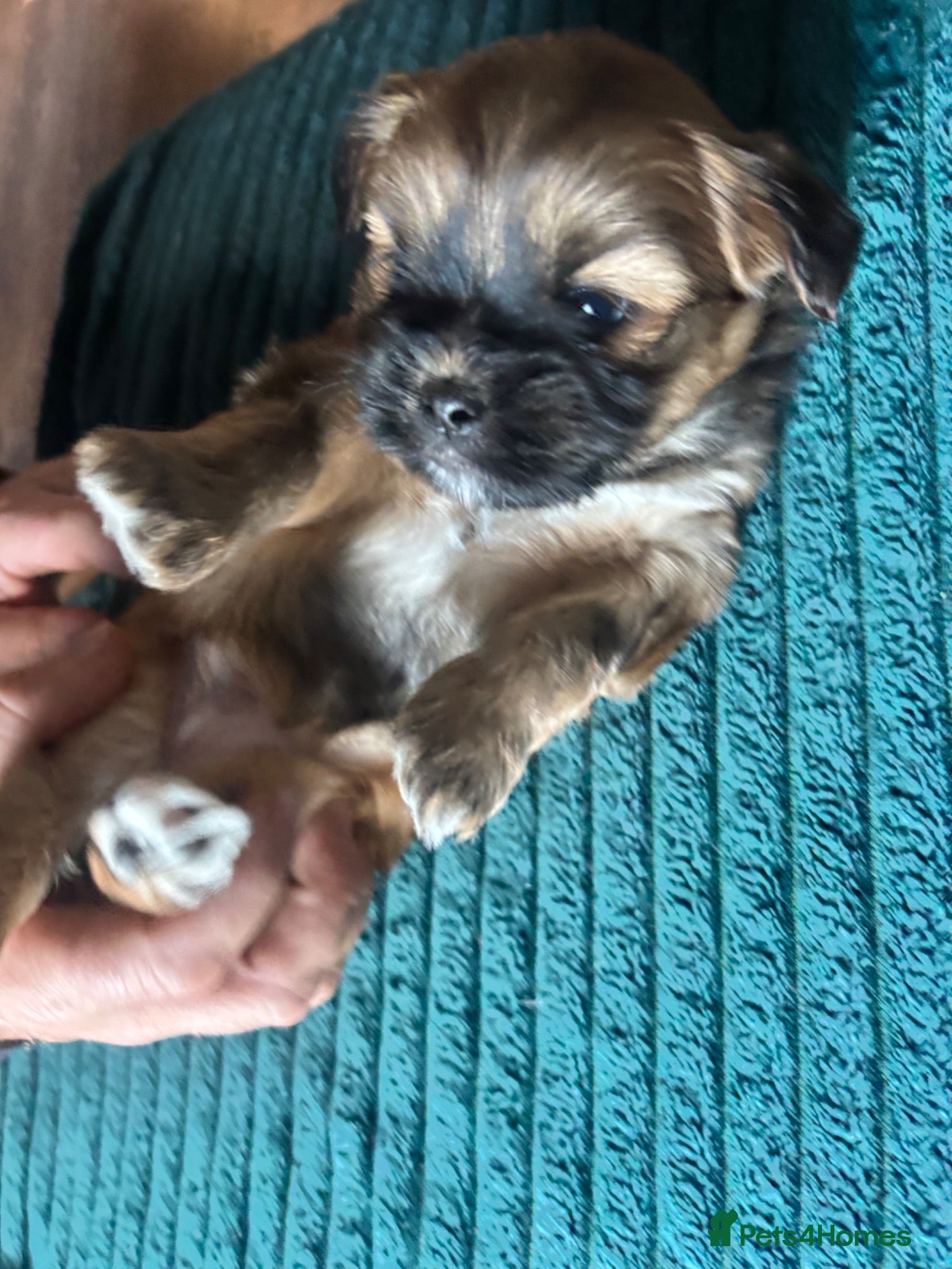 Mixed Breed dogs Lhasapoo puppies  - Advert 2