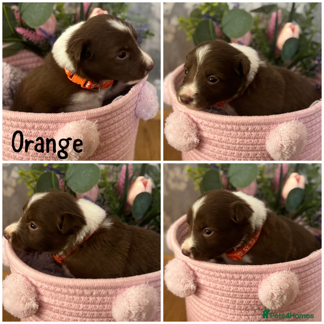 Border Collie dogs for sale: KC Reg Red + White Border Collie Puppies - Image 3
